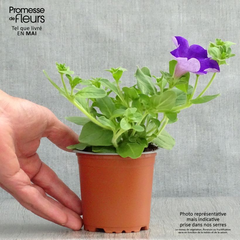 Spécimen de Pétunia Surfinia Giant Blue godet de 8/9cm tel que livré au printemps