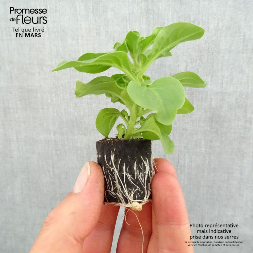 Spécimen de Pétunia Surfinia Heavenly Blue Mini-motte 4 cm tel que livré au printemps