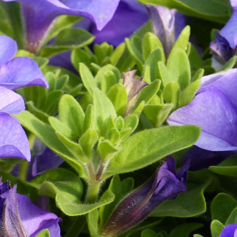 Pétunia Surfinia Heavenly Blue (Feuillage)