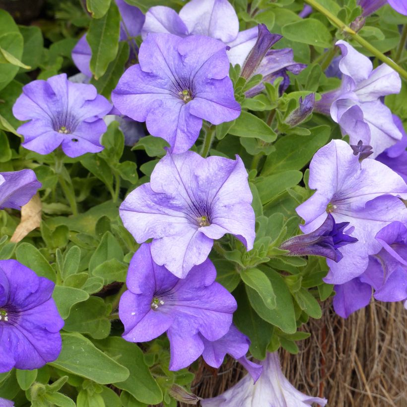 Pétunia Surfinia Heavenly Blue (Floraison)