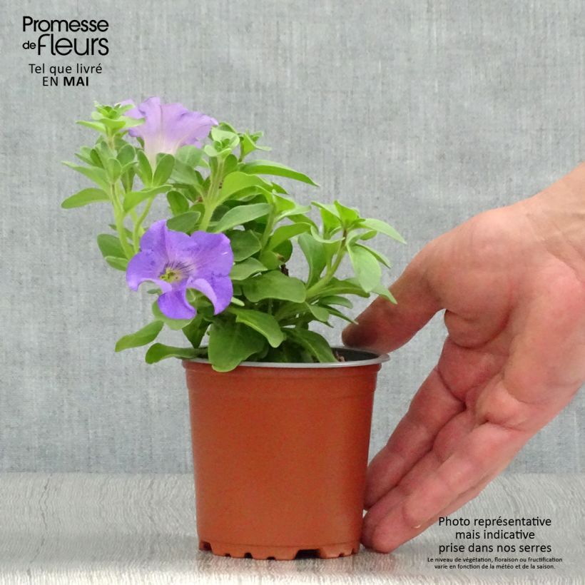 Spécimen de Pétunia Surfinia Heavenly Blue godet de 8/9cm tel que livré au printemps