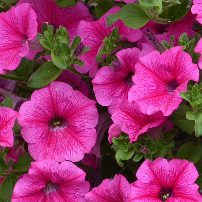 Pétunia Surfinia Hot Pink rose vif (Floraison)