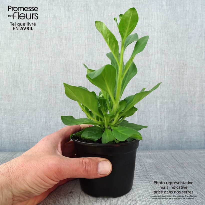 Spécimen de Pétunia Surfinia Hot Pink rose vif - Pot de 10 cm/11cm tel que livré au printemps