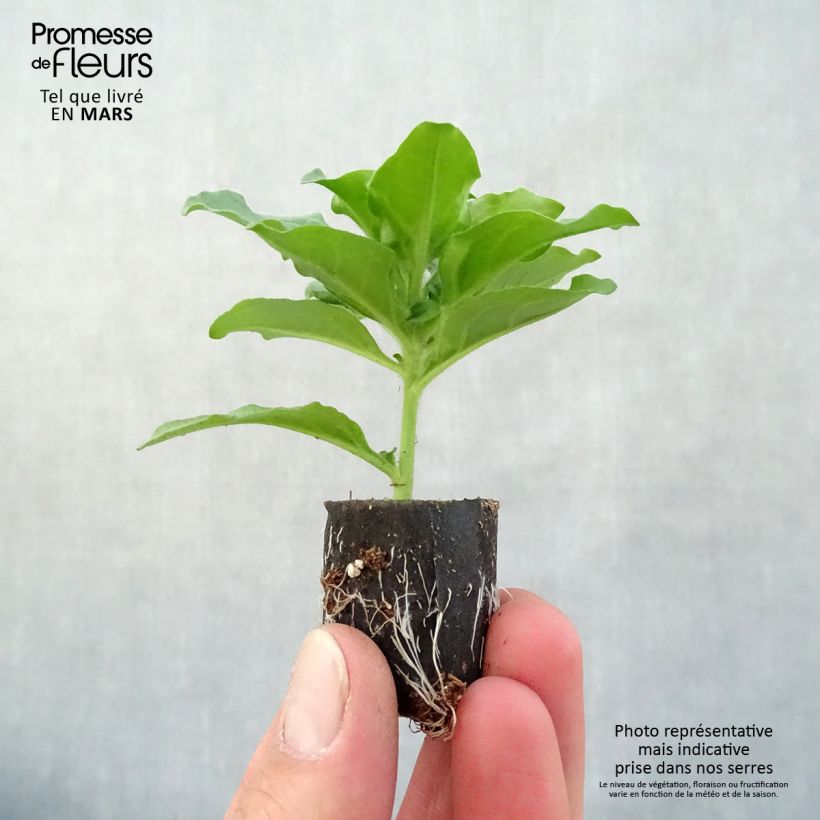 Spécimen de Pétunia Surfinia Purple Mini-motte 4 cm tel que livré au printemps