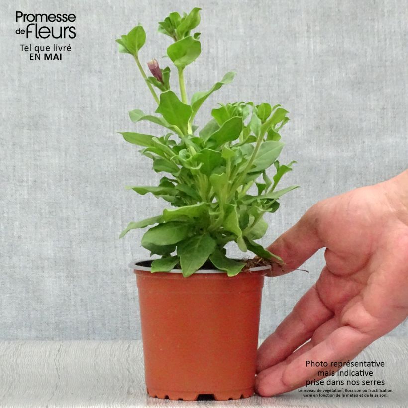 Spécimen de Pétunia Surfinia Purple godet de 8/9cm tel que livré au printemps