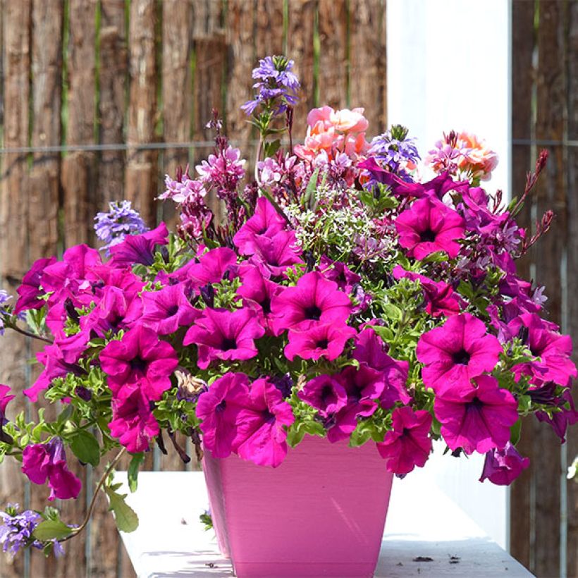 Pétunia Surfinia Purple (Port)