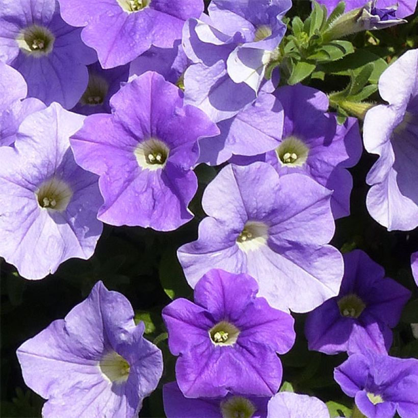 Pétunia Surfinia Sky Blue (Floraison)