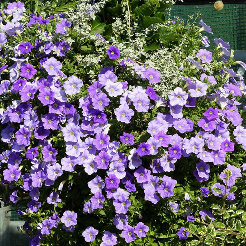 Pétunia Surfinia Sky Blue (Port)