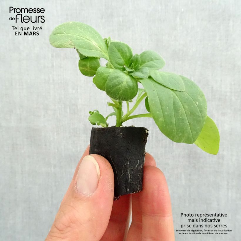 Spécimen de Pétunia Surfinia Snow blanc Mini-motte 4 cm tel que livré au printemps