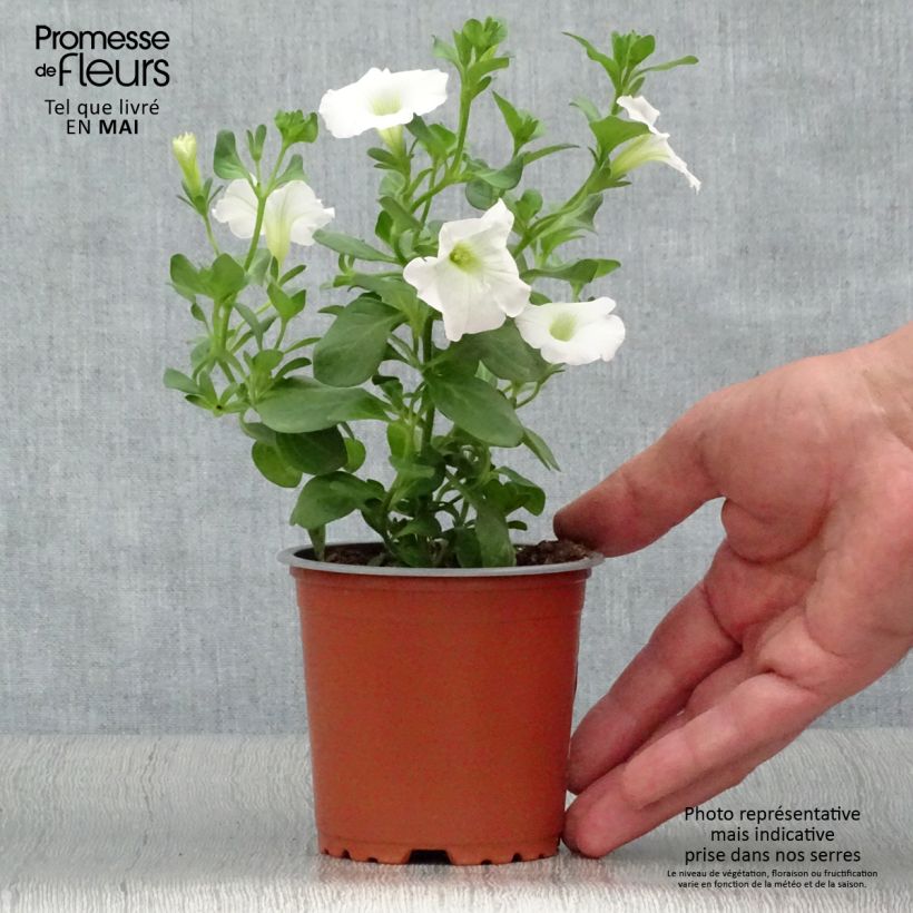 Spécimen de Pétunia Surfinia Snow blanc tel que livré au printemps