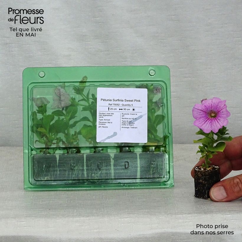 Spécimen de Pétunia Surfinia Sweet Pink Mini-motte 4 cm tel que livré au printemps