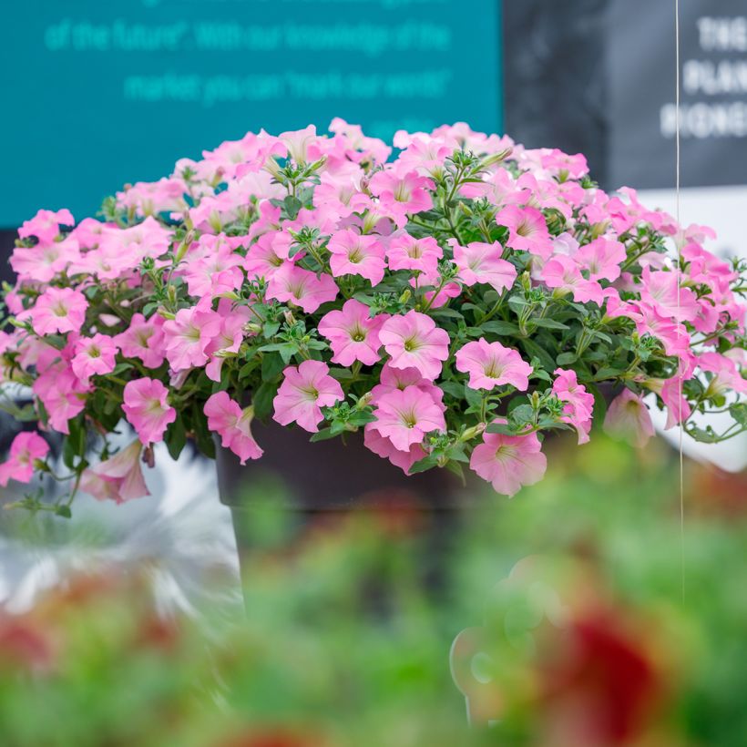 Petunia Surfinia Trailing Big Pink (Port)