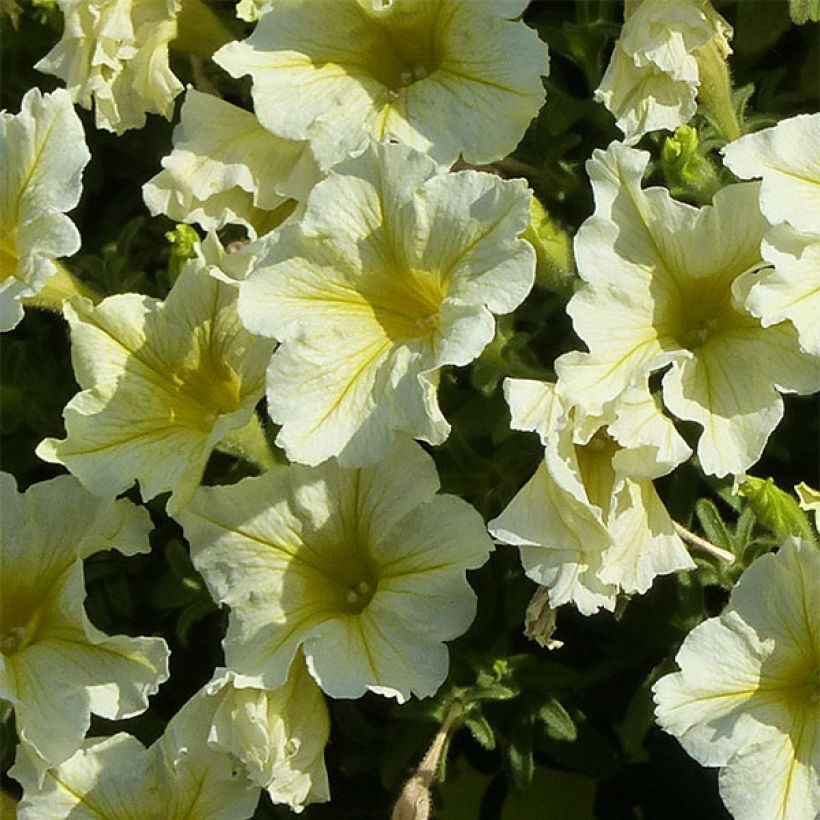 Pétunia Surfinia Yellow Dream (Floraison)