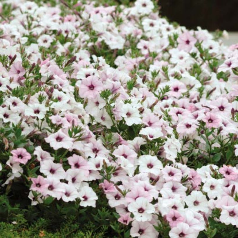 Pétunia Tidal Wave F1 Silver (Floraison)