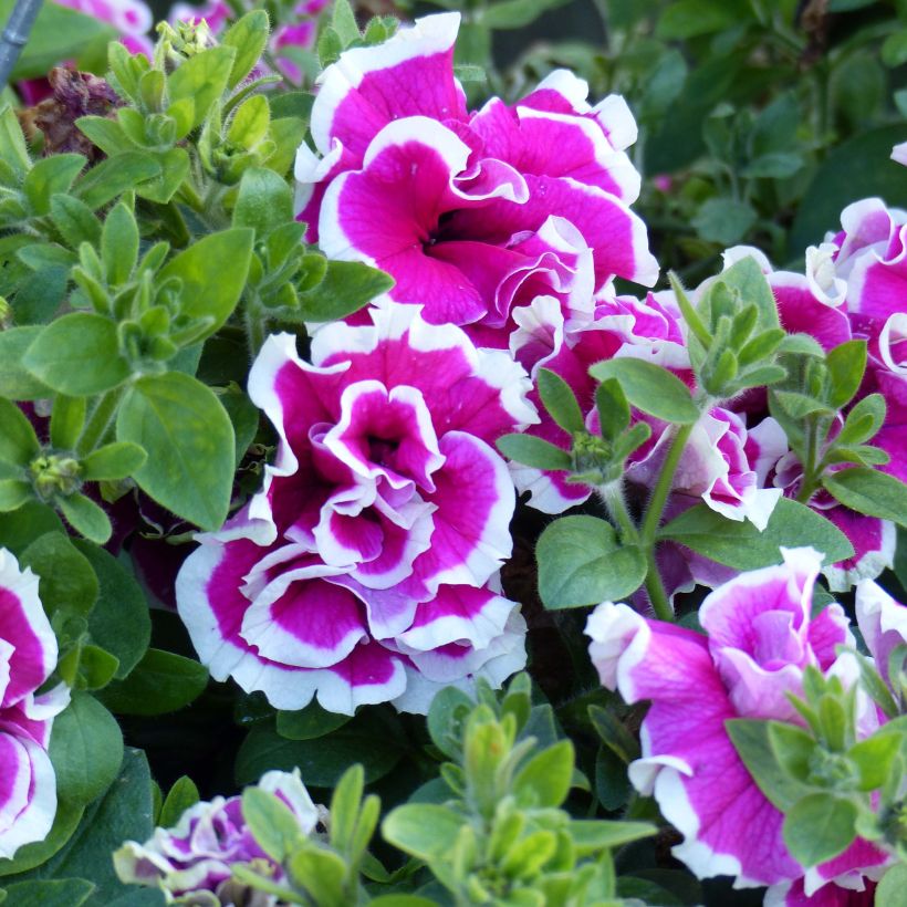 Pétunia Tumbelina Anna double rose et blanc (Floraison)