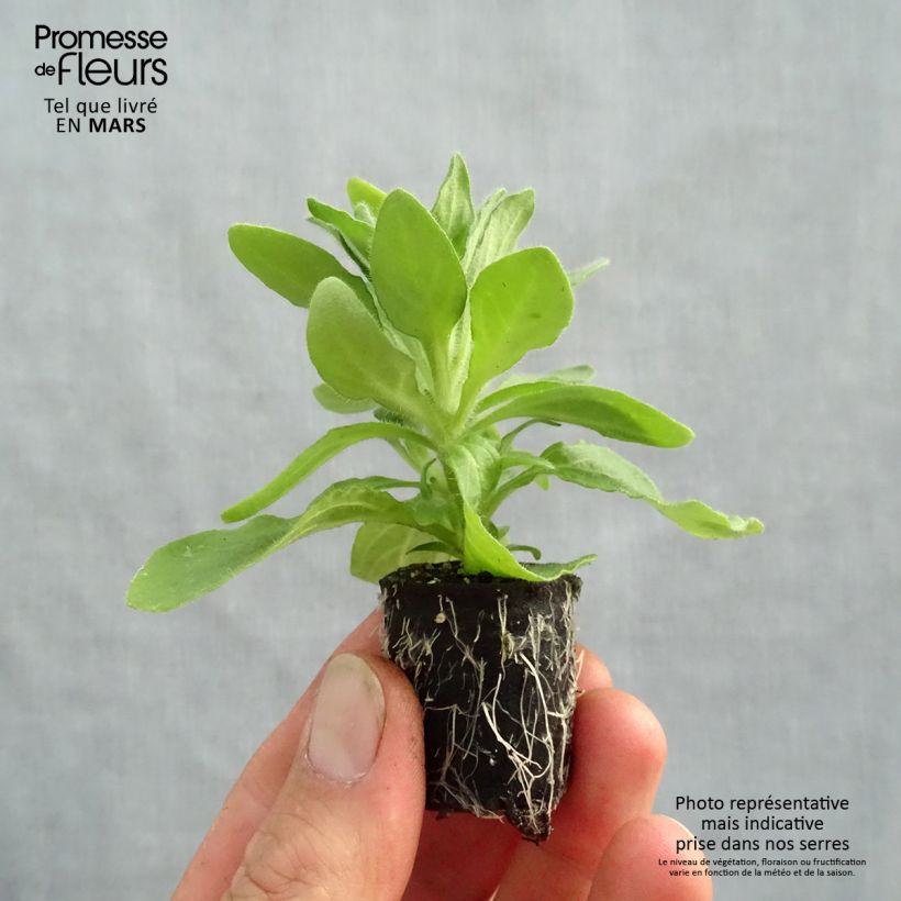 Spécimen de Pétunia Tumbelina Anna double rose et blanc Mini-motte 4 cm tel que livré au printemps