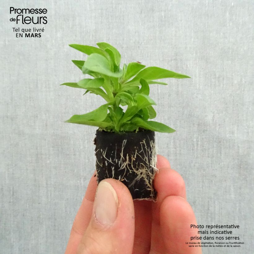 Spécimen de Pétunia Tumbelina Belinda double bleu foncé Mini-motte 4 cm tel que livré au printemps