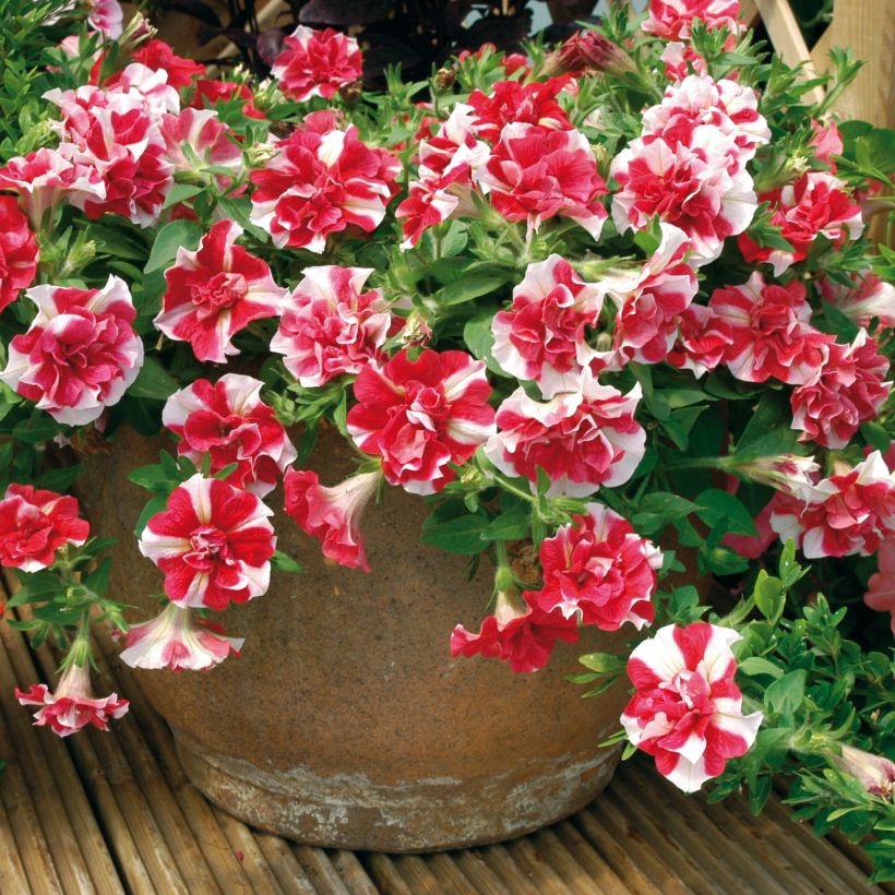 Petunia Tumbelina Cherry Ripple - Pétunia double (Port)