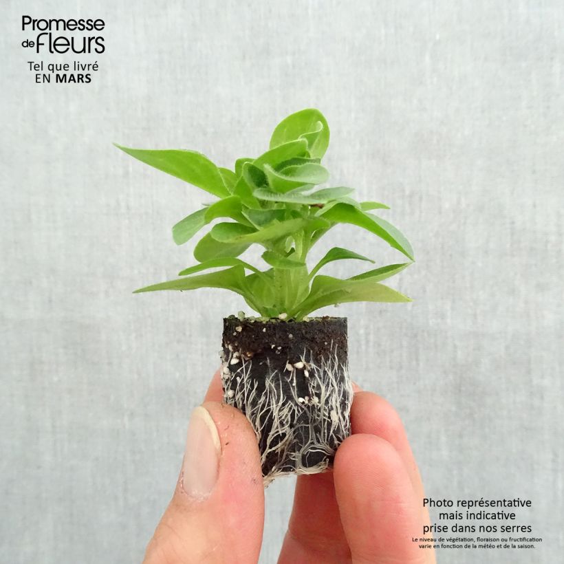 Spécimen de Pétunia Tumbelina Priscilla double lavande veiné Mini-motte 4 cm tel que livré au printemps