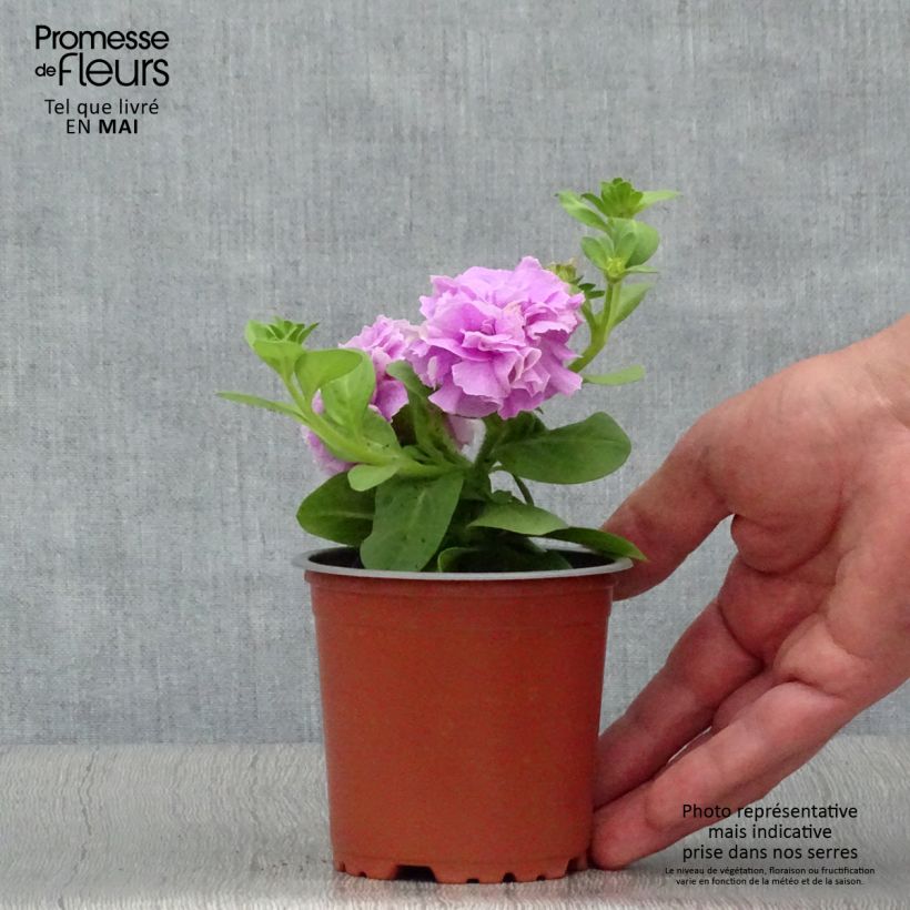 Spécimen de Pétunia Tumbelina Priscilla double lavande veiné godet de 8/9cm tel que livré au printemps