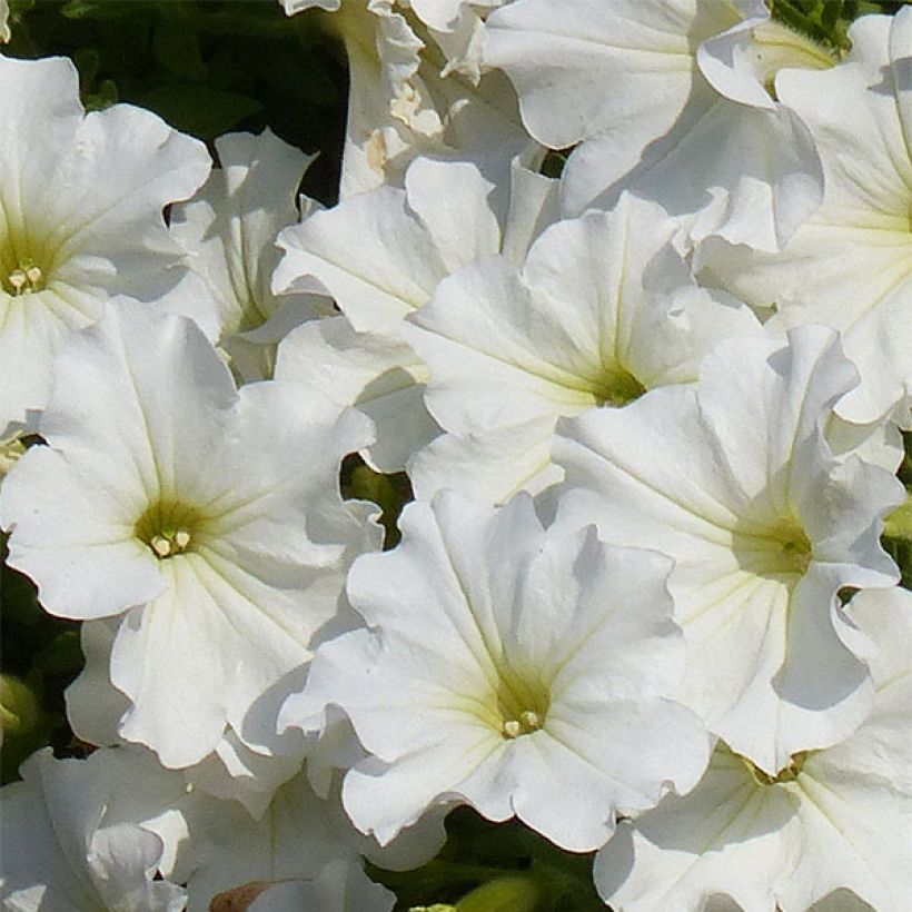 Pétunia Surfinia Snow blanc (Floraison)