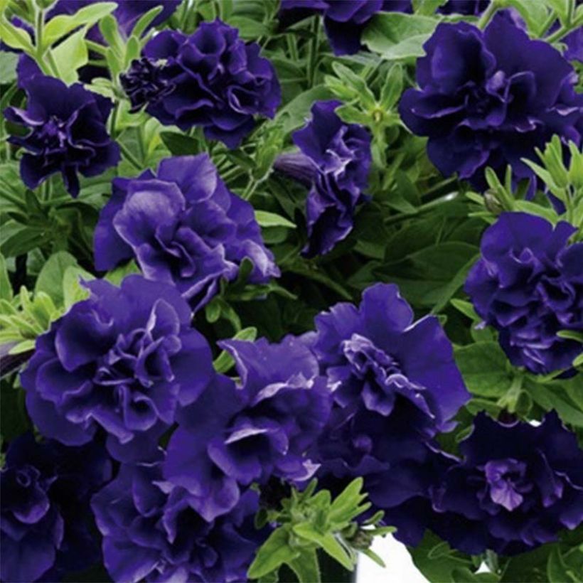 Pétunia Tumbelina Belinda double bleu foncé (Floraison)