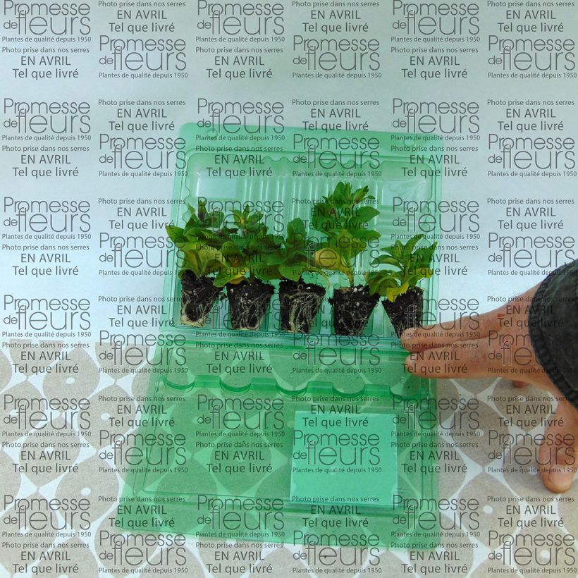 Exemple de spécimen de Pétunia Tumbelina Maria double bleu azur Mini-motte 4 cm tel que livré
