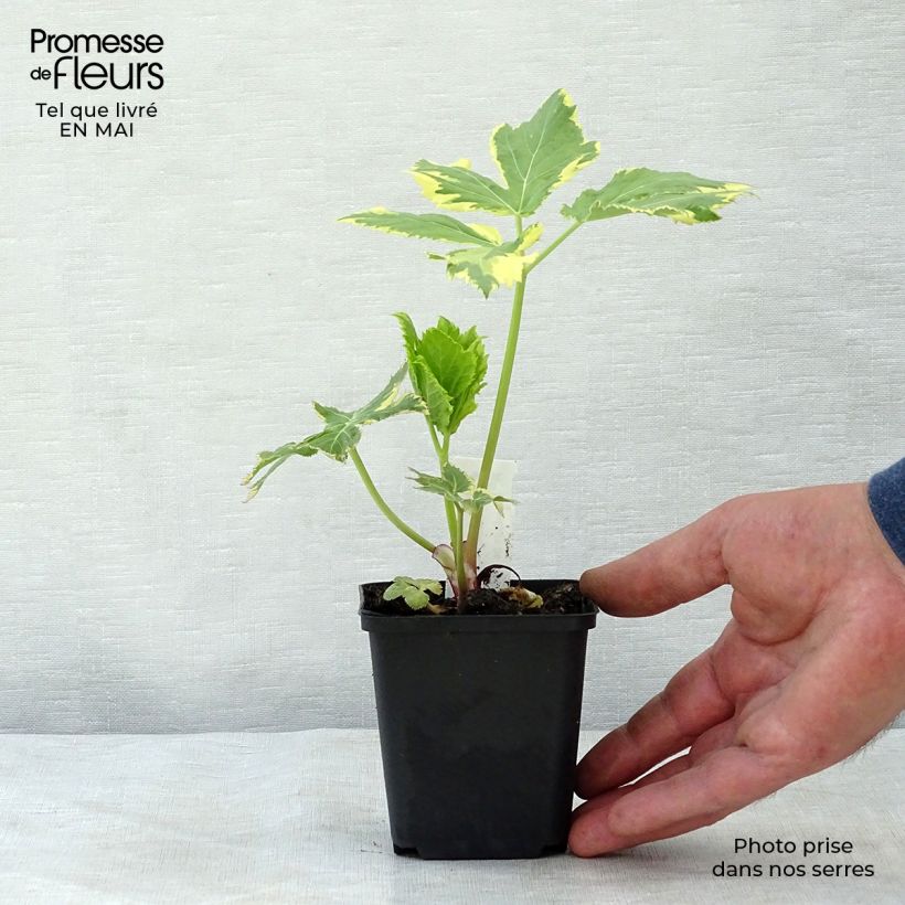 Spécimen de Peucedanum ostruthium Daphnis, Imperatoire Godet de 8/9 cm tel que livré au printemps