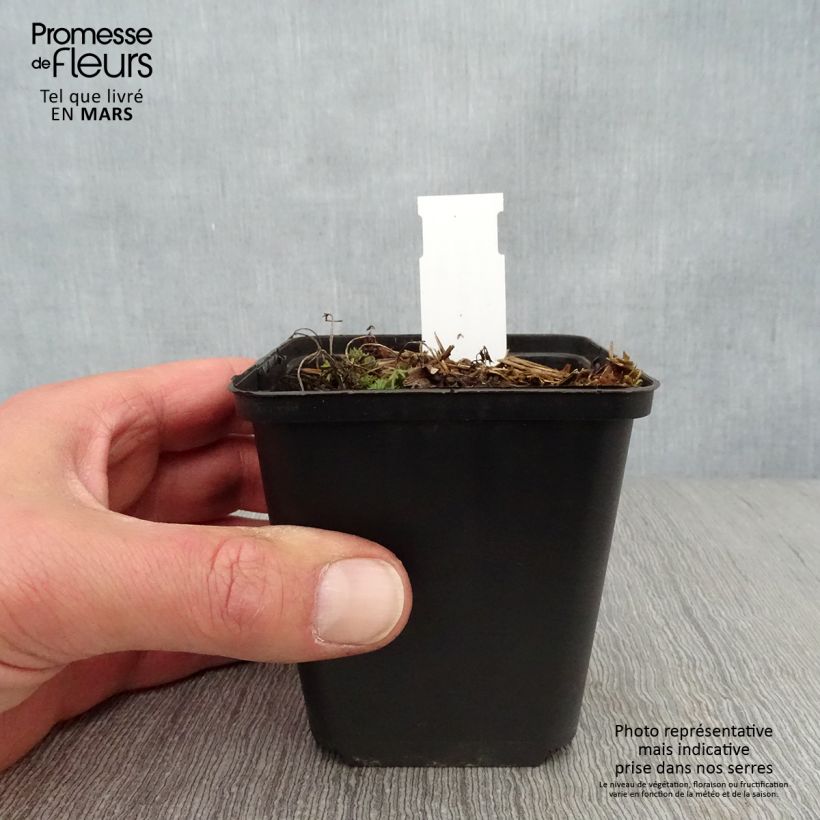 Spécimen de Peucedanum rablense Godet de 8/9 cm tel que livré au printemps
