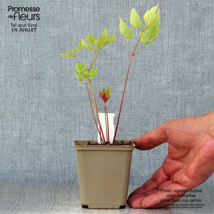 Spécimen de Peucedanum verticillare Godet de 8/9 cm tel que livré en été