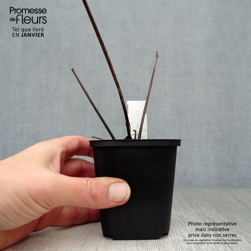 Spécimen de Peucedanum verticillare tel que livré en hiver