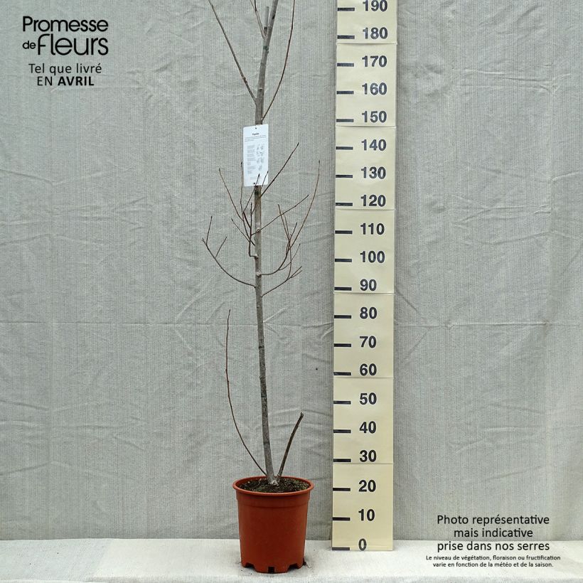 Spécimen de Peuplier Robusta - Populus euramericana (canadensis) tel que livré au printemps