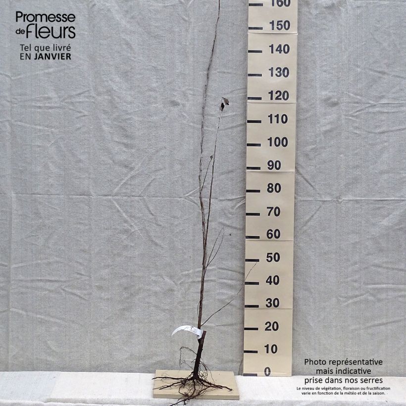 Spécimen de Peuplier argenté - Populus alba Nivea tel que livré en hiver