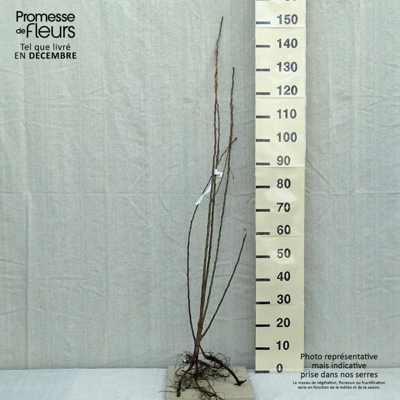 Spécimen de Peuplier d'Italie - Populus nigra Italica en racines nues 125/150 cm tel que livré en hiver