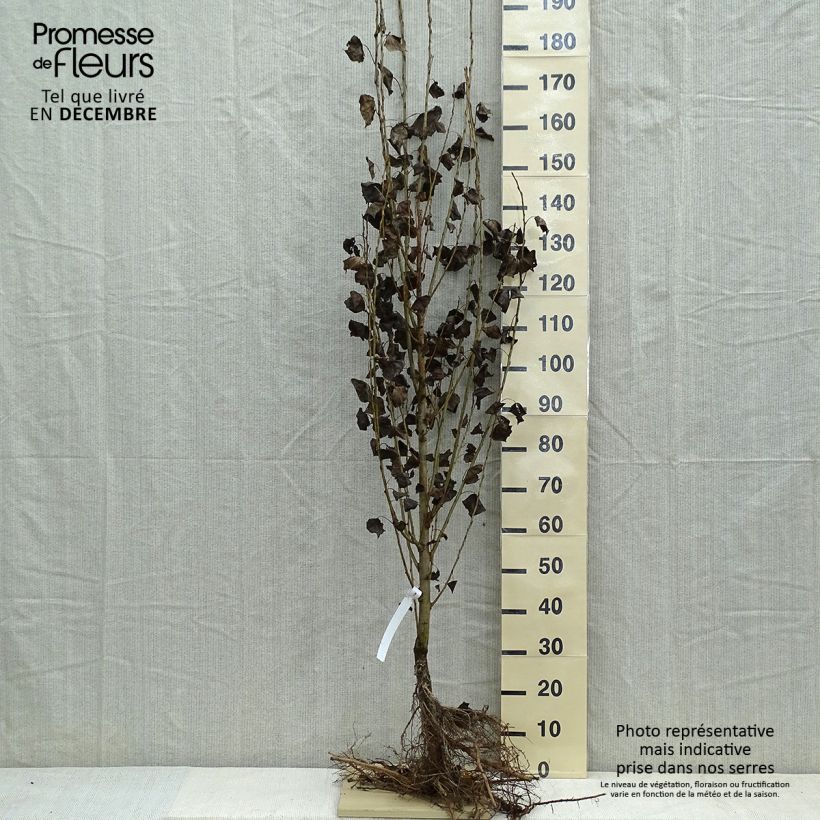 Spécimen de Peuplier d'Italie - Populus nigra Italica en racines nues 175/200 cm tel que livré en hiver