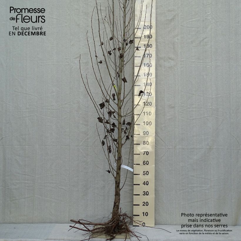 Spécimen de Peuplier d'Italie - Populus nigra Italica tel que livré en hiver
