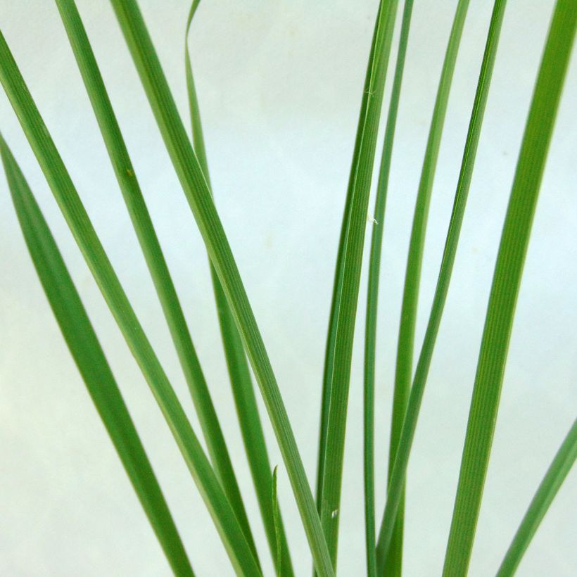 Phalangère à fleurs de lis - Anthericum liliago (Feuillage)