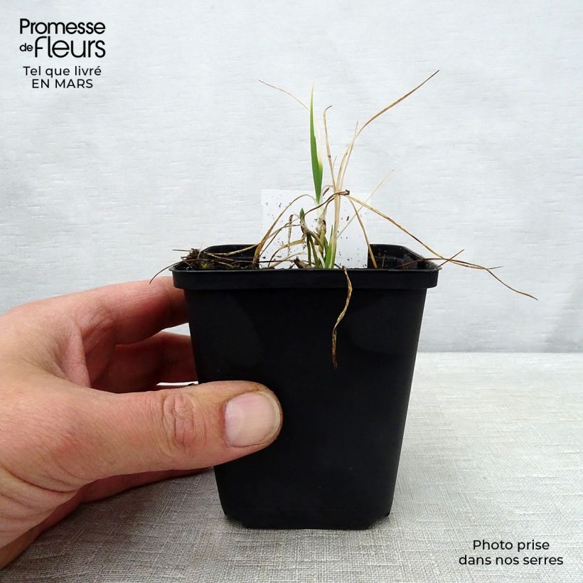 Spécimen de Phalangère à fleurs de lis - Anthericum liliago Godet de 9cm tel que livré au printemps