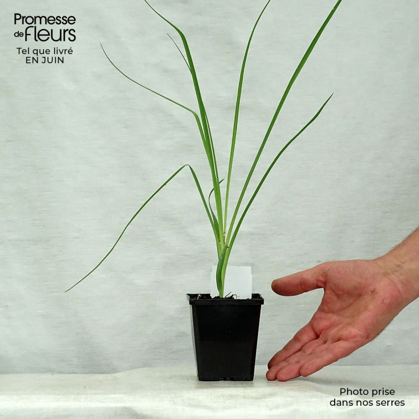 Spécimen de Phalangère à fleurs de lis - Anthericum liliago Godet de 8/9 cm tel que livré en été