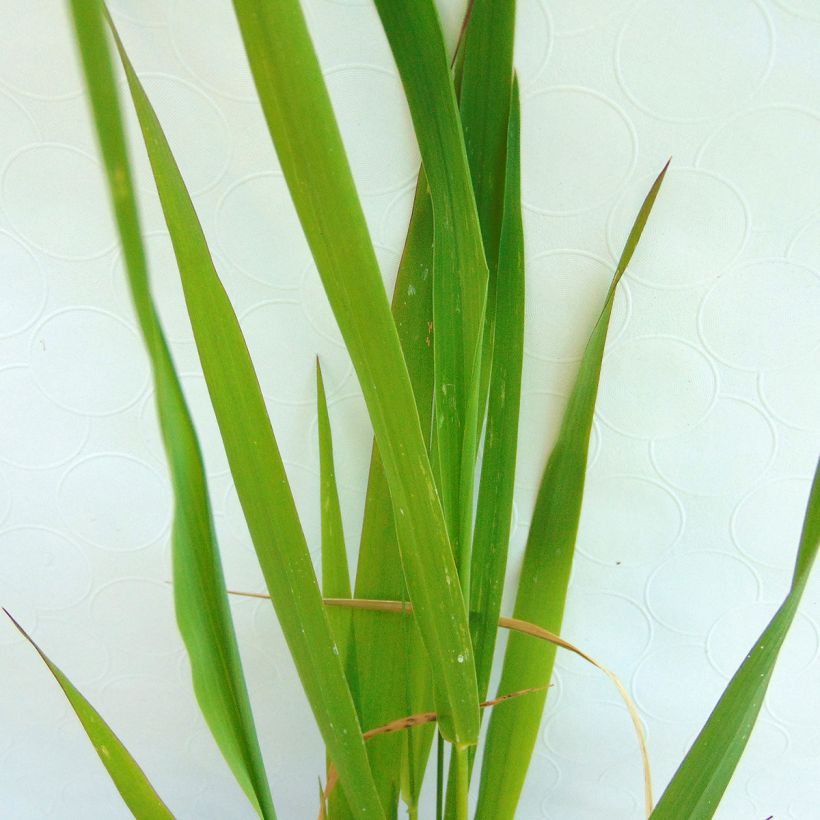 Phalaris arundinacea - Alpiste faux-roseau  (Feuillage)