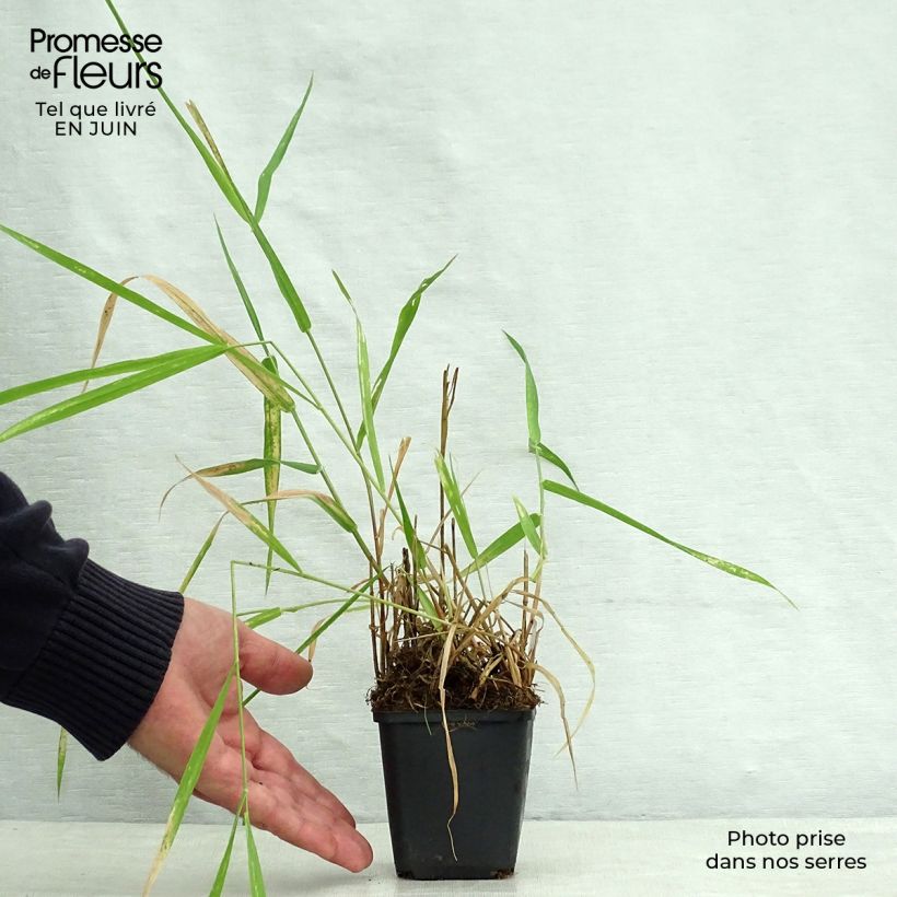 Spécimen de Phalaris arundinacea - Alpiste faux-roseau  Godet de 8/9 cm tel que livré en été