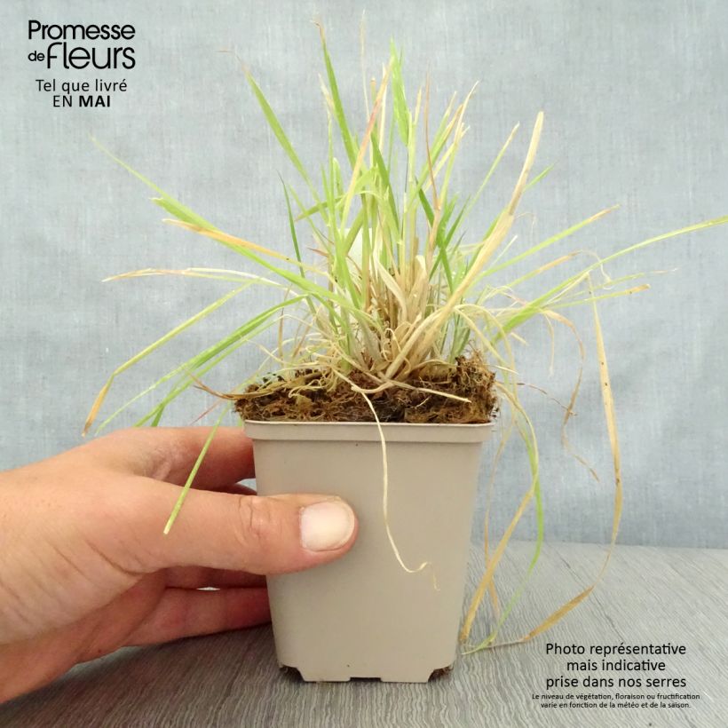 Spécimen de Phalaris arundinacea - Alpiste faux-roseau  Godet de 9cm tel que livré au printemps