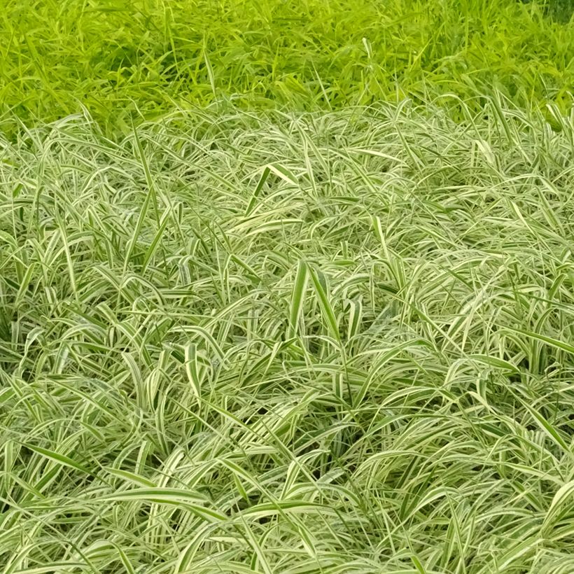 Phalaris arundinacea Picta - Alpiste faux-roseau (Port)