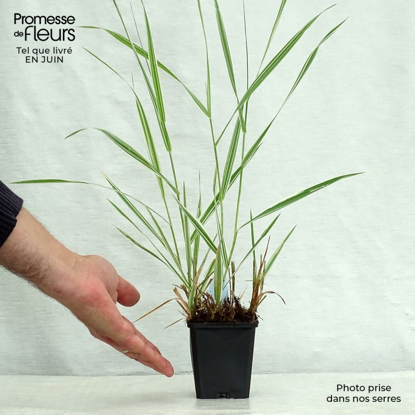 Spécimen de Phalaris arundinacea Picta - Alpiste faux-roseau  Godet de 8/9 cm tel que livré en été