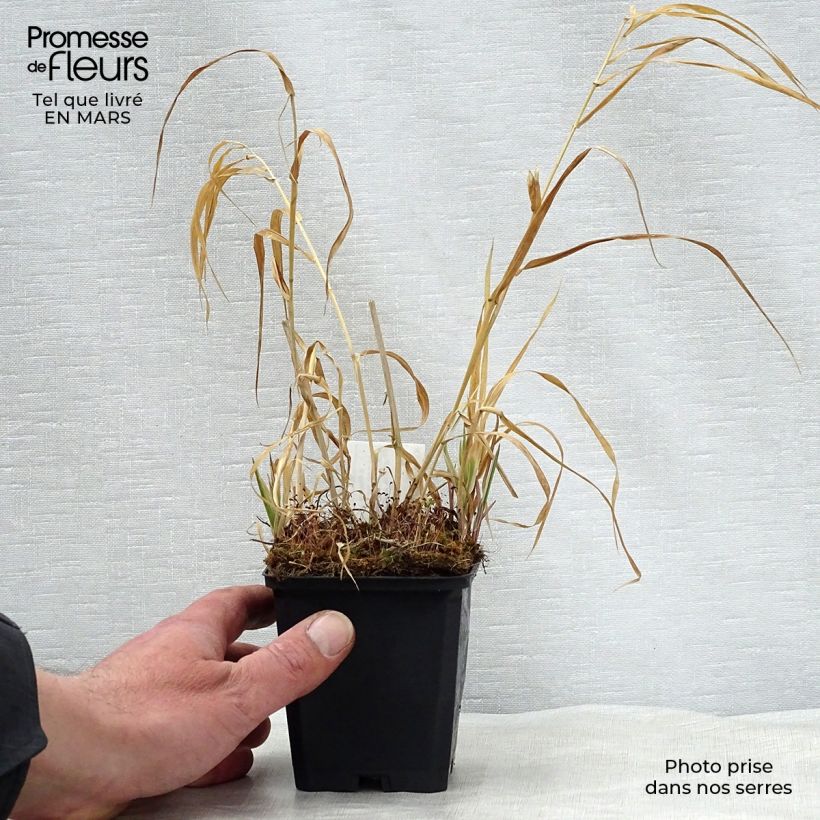 Spécimen de Phalaris arundinacea Picta - Alpiste faux-roseau en godet de 9 cm tel que livré au printemps