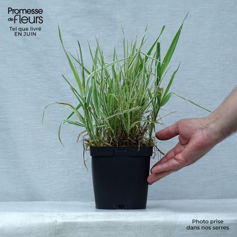 Spécimen de Phalaris arundinacea Picta - Alpiste faux-roseau  Pot de 2L/3L tel que livré en été