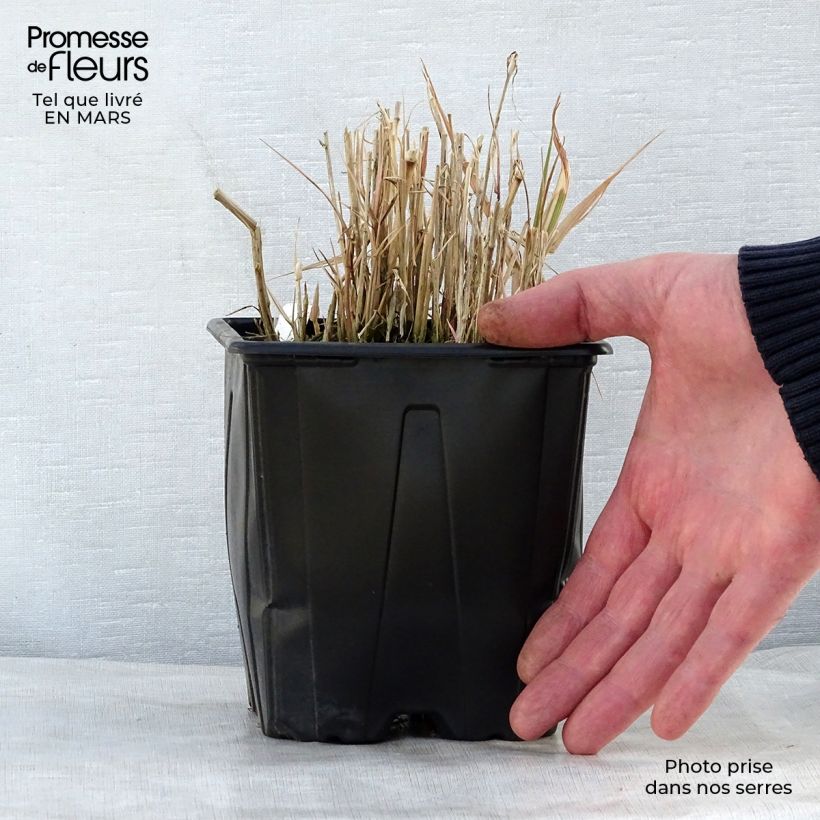 Spécimen de Phalaris arundinacea Picta - Alpiste faux-roseau en pot de 2/3 litres tel que livré au printemps