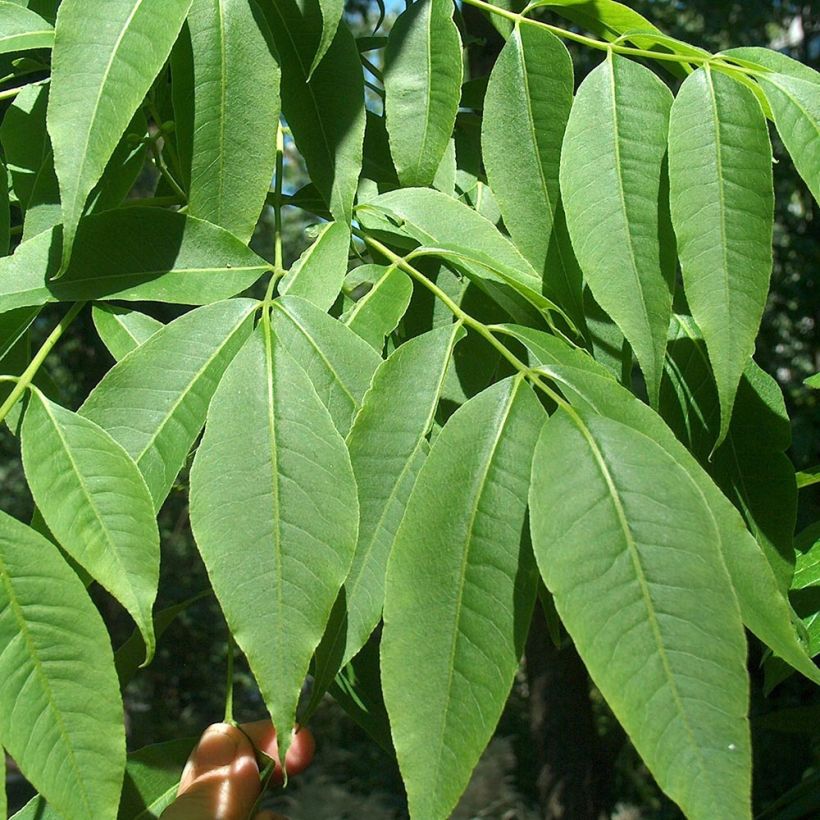 Phellodendron amurense - Arbre au liège de l'Amour (Feuillage)