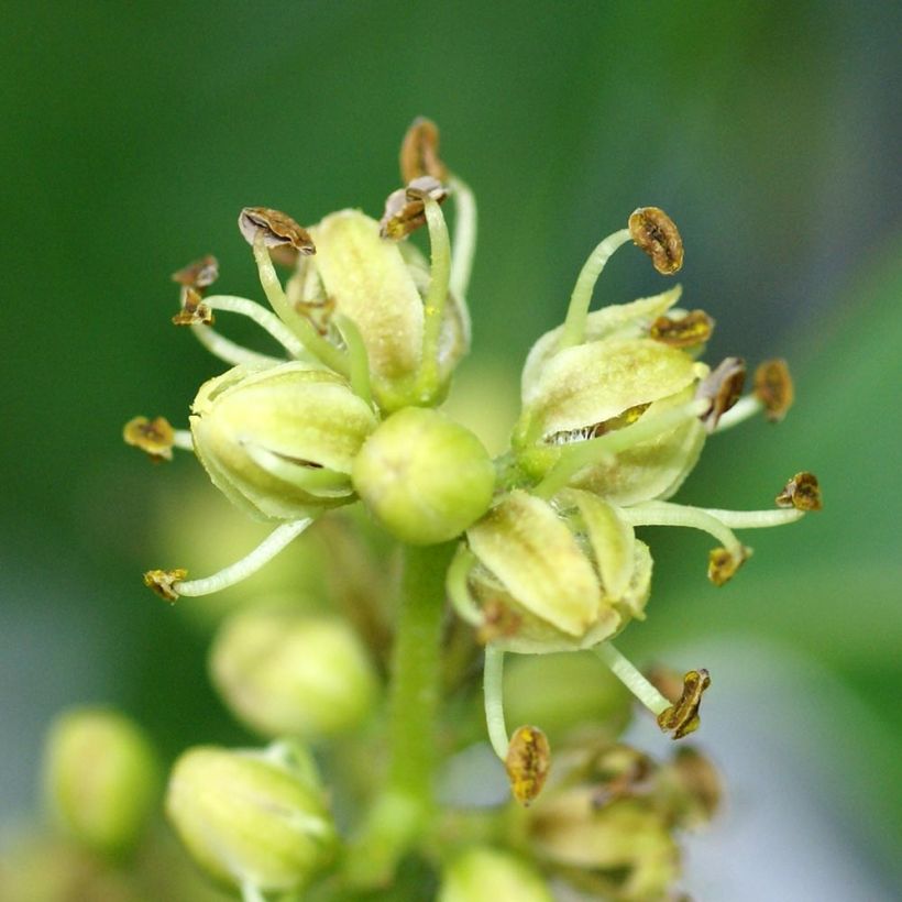 Phellodendron amurense - Arbre au liège de l'Amour (Floraison)