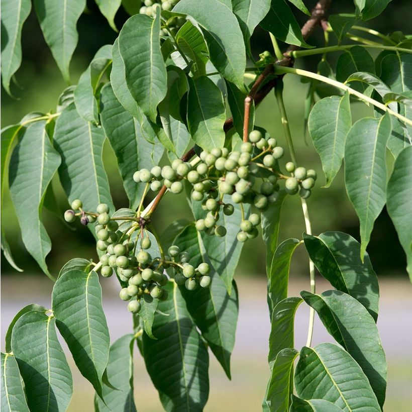 Phellodendron amurense - Arbre au liège de l'Amour (Récolte)